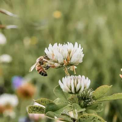 Oltremare honey flowers bee
